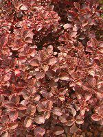 �C���V�l�E�w���u�X�`�[(Iresine herbstii)