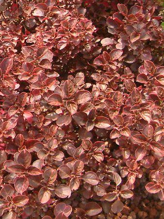 �C���V�l�w���u�X�`�[(Iresine herbstii)