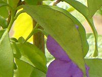 �j�I�C�o���}�c��(������)