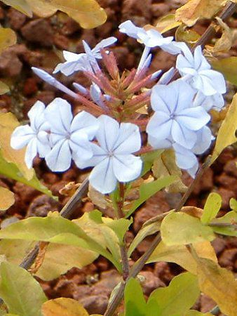 �����}�c���E�A���o(�ڗ���)�u���[���[��