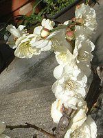 �t�@���m�v�V�X(Phalaenopsis)