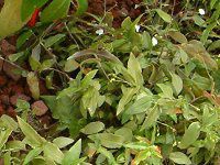 �u���C�_���x�[��(Bridal veil)