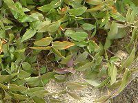 �u���C�_���x�[��(Bridal veil)