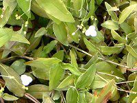 �u���C�_���x�[��(Bridal veil)