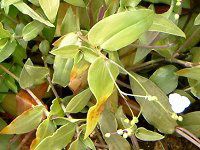 �u���C�_���x�[��(Bridal veil)