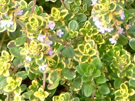 �^�C�� '�������o���G�Q�C�e�b�h'�iThymus lemon variegated�j 
