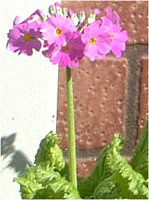 �v�������E�}���R�C�f�X