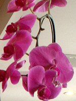 �t�@���m�v�V�X(Phalaenopsis)