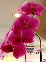 �t�@���m�v�V�X(Phalaenopsis)