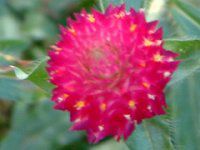 �Z���j�`�R�E(����g) red