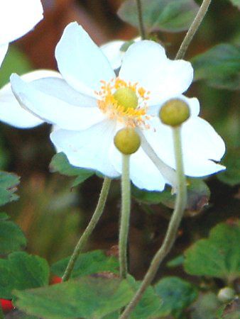 �V���E���C�M�N�i�H���e�j