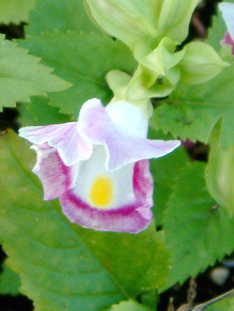 �g���j�A(Torenia)