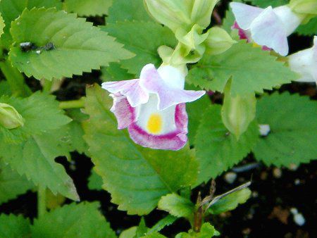 �g���j�A(Torenia)