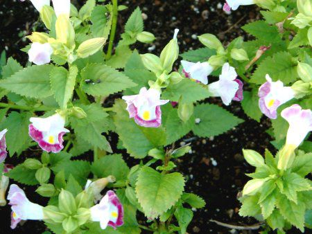 �g���j�A(Torenia)