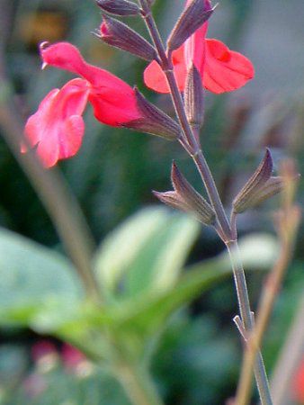 �`�F���[�Z�[�W(Cherry Sage)