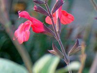 �`�F���[�Z�[�W�iCherry Sage�j