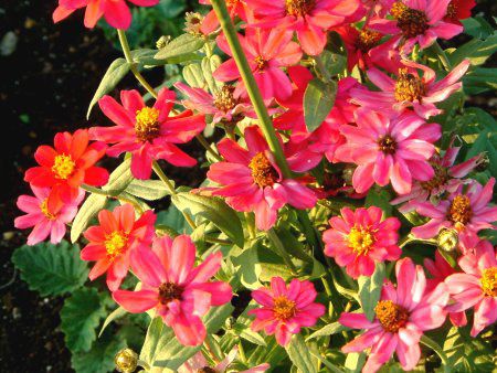 �W�j�A(Zinnia)