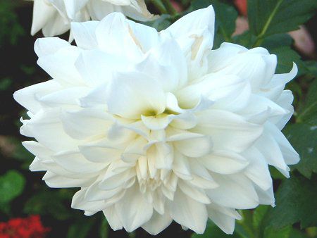 �_���A(Dahlia)