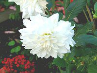 �_���A(Dahlia)