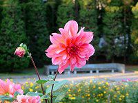 �_���A(Dahlia)