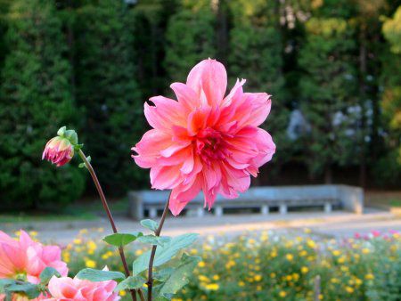 �_���A(Dahlia)