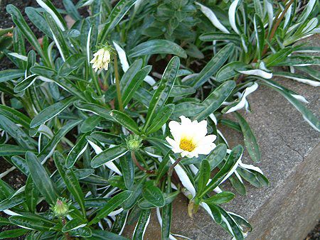 �K�U�j�A(Gazania)