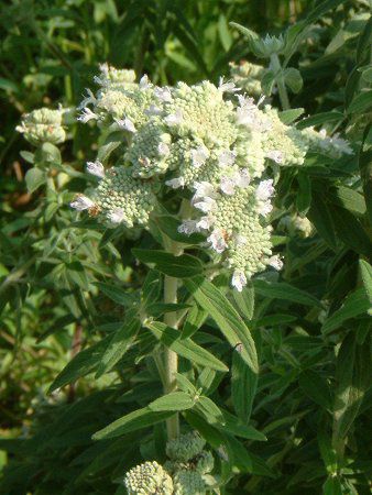 �}�E���e���~���g(Mountain mint)