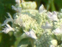 �}�E���e���~���g(Mountain mint)