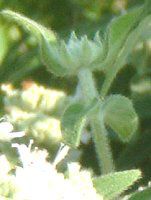 �}�E���e���~���g(Mountain mint)