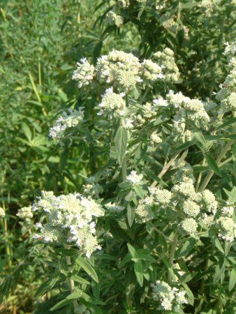 �}�E���e���~���g(Mountain mint)