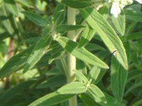 �}�E���e���~���g(Mountain mint)