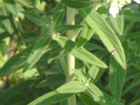 �}�E���e���~���g(Mountain mint)