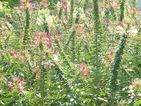 �N���I��(Cleome)