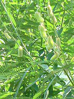 �T���w���v(Sunhemp) 