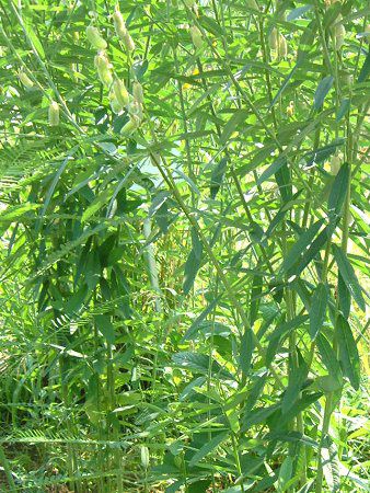 �T���w���v(Sunhemp)