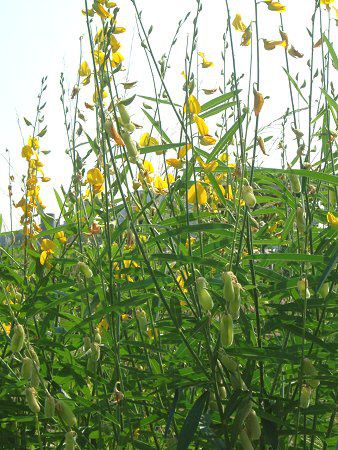 �T���w���v(Sunhemp)