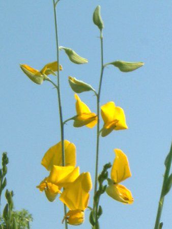 �T���w���v(Sunhemp)