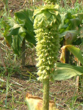 �p�C�i�b�v�������[(Pineapple lily)