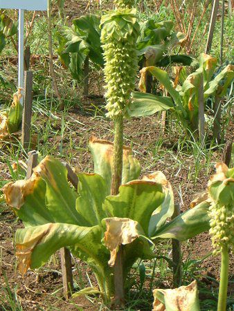 �p�C�i�b�v�������[(Pineapple lily)