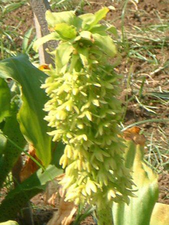 �p�C�i�b�v�������[(Pineapple lily)