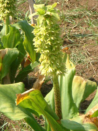 �p�C�i�b�v�������[(Pineapple lily)
