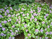 �G�L�U�J��(Exacum)