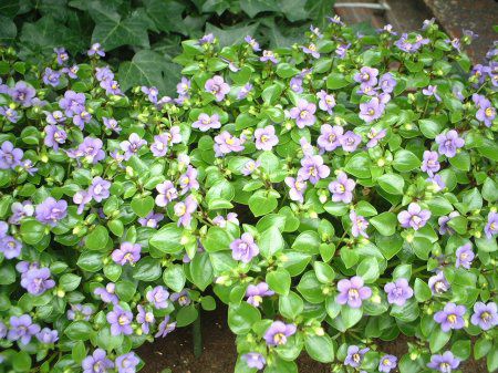 �G�L�U�J��(Exacum)