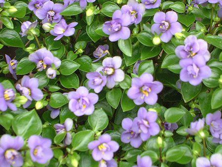 �G�L�U�J��(Exacum)