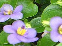 �G�L�U�J��(Exacum)