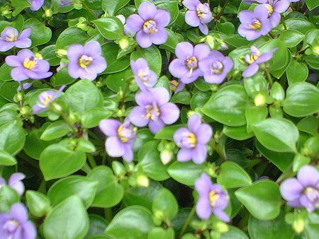 �G�L�U�J��(Exacum)