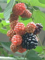 �u���b�N�x���[(Black berry)
