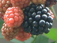 �u���b�N�x���[(Black berry)