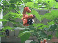 �u���b�N�x���[(Black berry)
