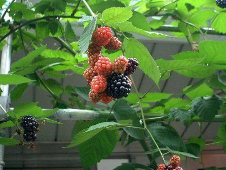 �u���b�N�x���[(Black berry)
